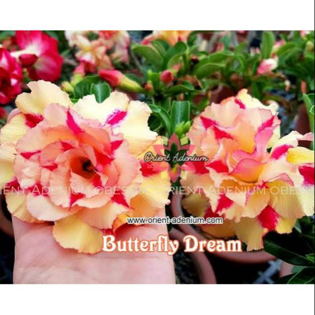 Adenium/Kamboja Tumpuk ID Butterfly Dream