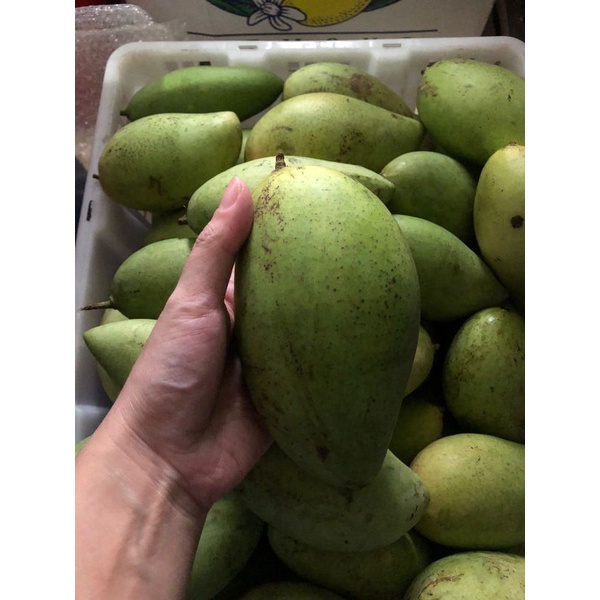 MANGGA BANGKOK. MANGGA RUJAK. MANIS GARING. MANGGA FRESH