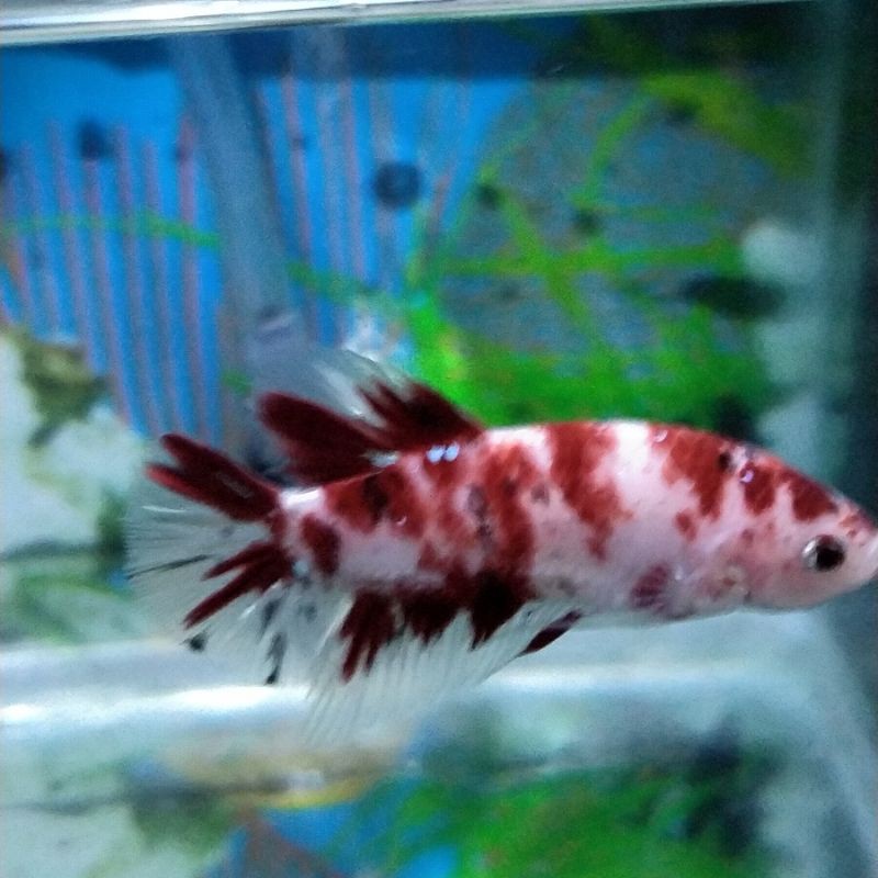Ikan Cupang Plakat Koi Galaxy