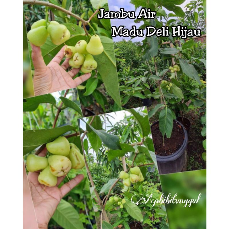 Bibit Jambu Air Madu Deli Hijau