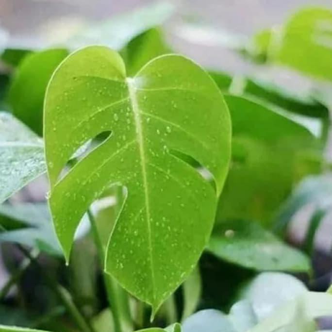 Tanaman Hias Philodendron Deliciosa - Monstera Deliciosa