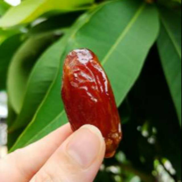 

KURMA MADU ENAK