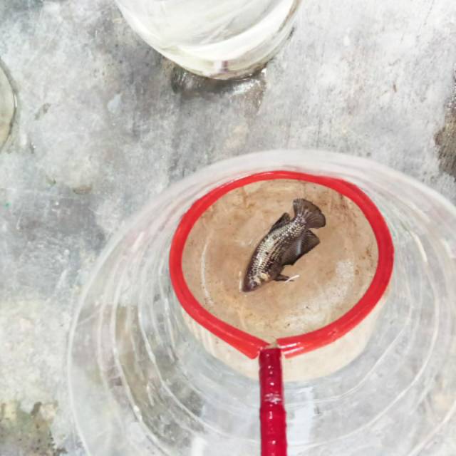 Ikan cupang black samurai/mamba