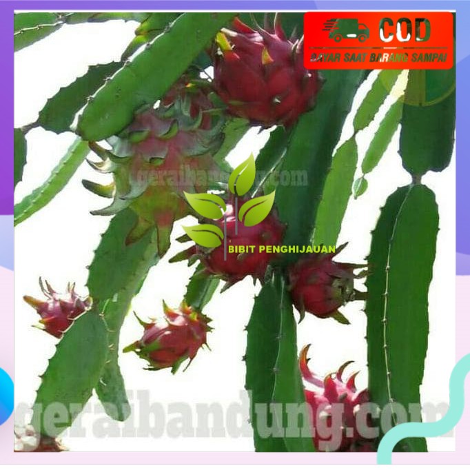 TULEN! BIBIT BUAH NAGA SUPER RED KW+