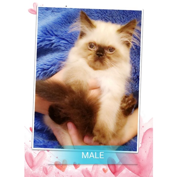 Kucing Persia 2 Bulan Peaknose | Kitten 2 month