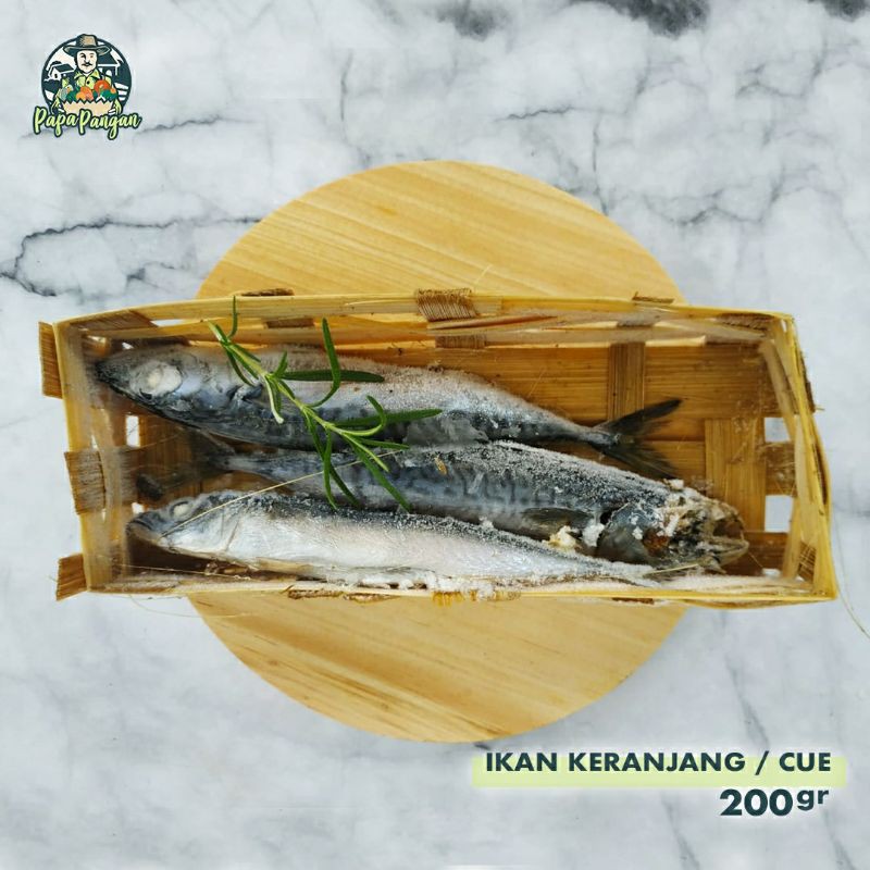 

Ikan Cue | Ikan Keranjang Papapangan