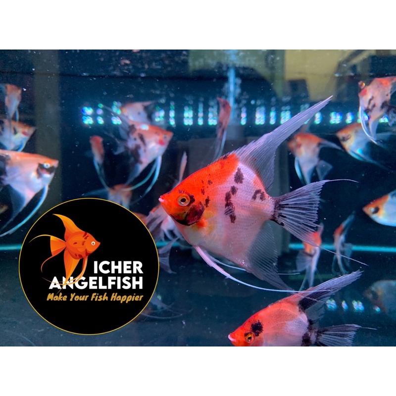 Calon indukan Manfish Red devil size 4-5 cm (bodyonly) Grade A