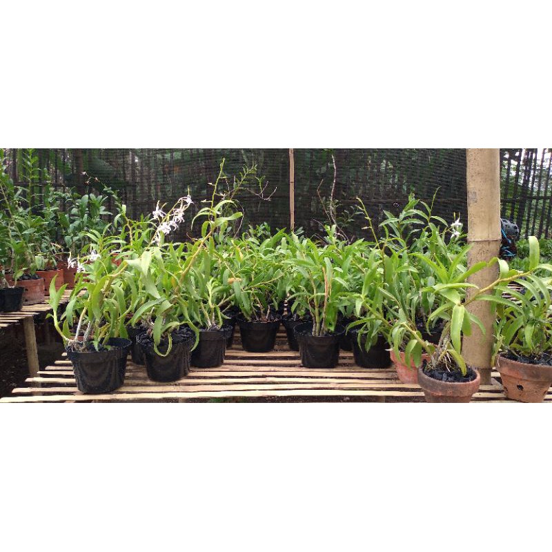 Anggrek Dendrobium Samarai (Straitotes x Antennatum)
