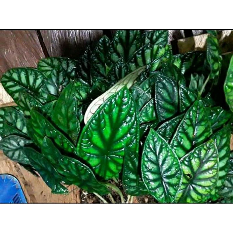 keladi tengkorak silver/bongol keladi viral