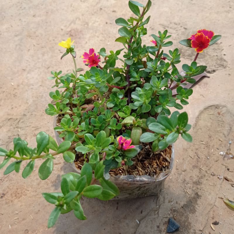 Tanaman Hias Krokot, Bunga Hias Krokot, krokot Warna