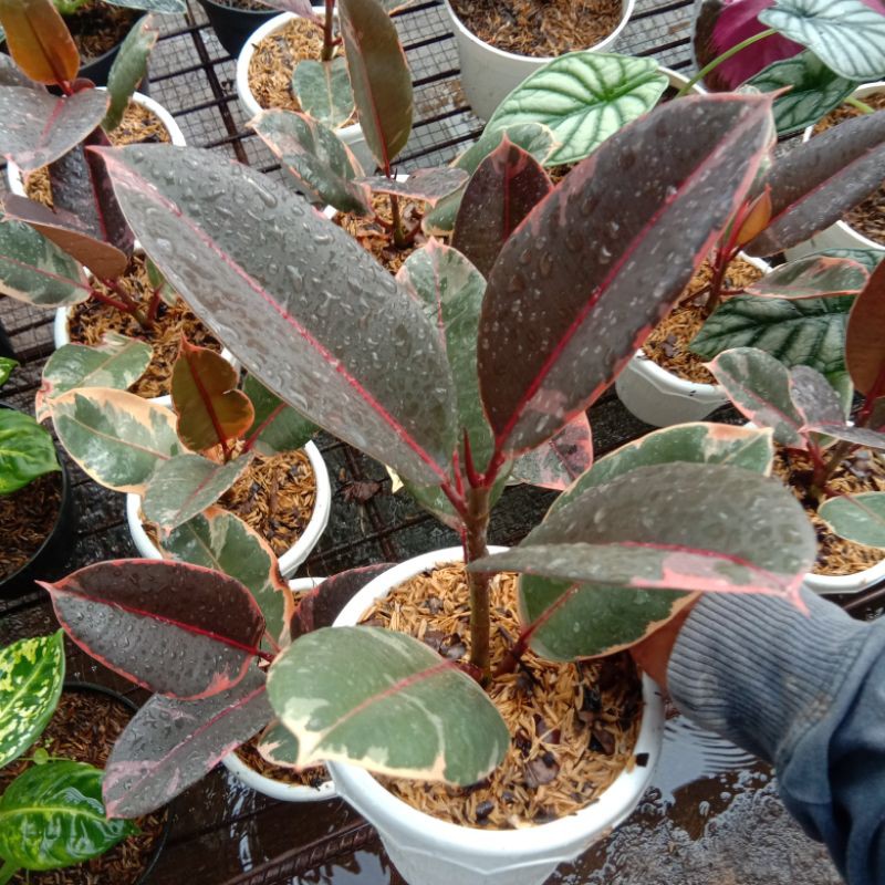 Tanaman ficus elastica ruby