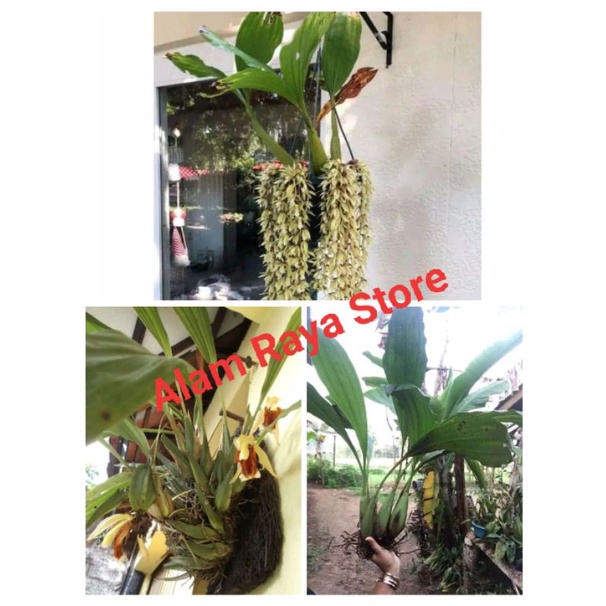 paket anggrek coelogyne spesies 3 jenis - paket anggrek spesies