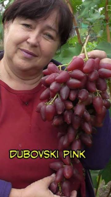 Ori! Bibit Anggur Dubovski Pink Grafting - Doboski Pink - Anggur Merah Eksotis-4