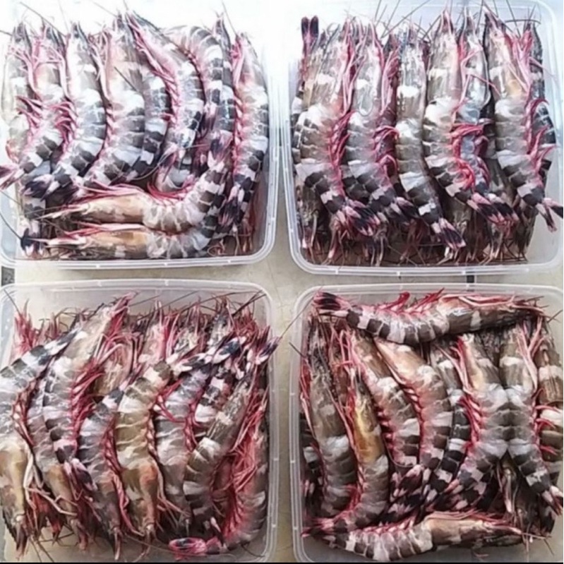 

Udang Windu 1 Kg