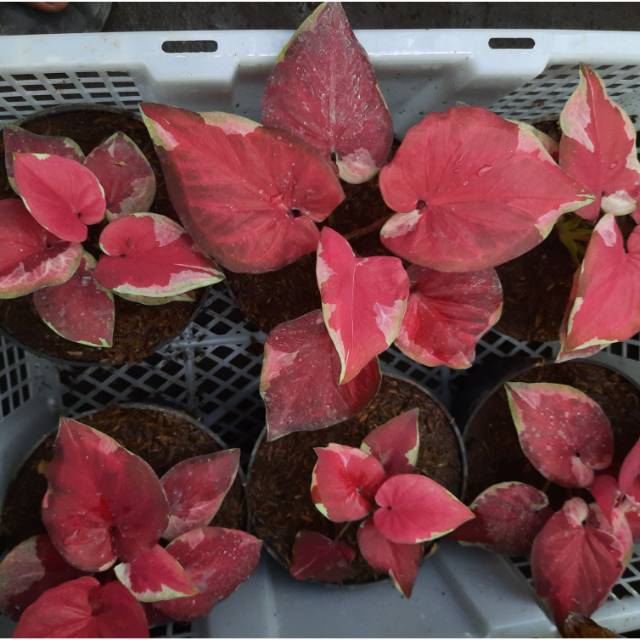 Bibit Caladium Dwi Warna