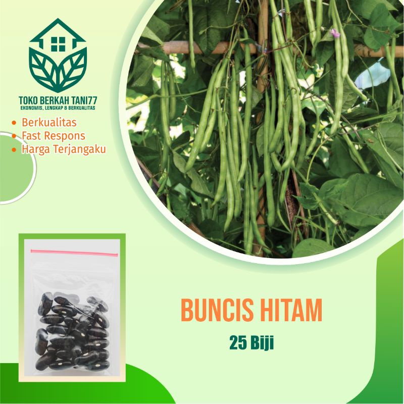 BENIH SAYURAN UNGGUL TERLENGKAP TERJANGKAU BIBIT KUBIS TOMAT SAWI TERONG CABE BUNCIS BAYAM KANGKUNG-Buncis hitam