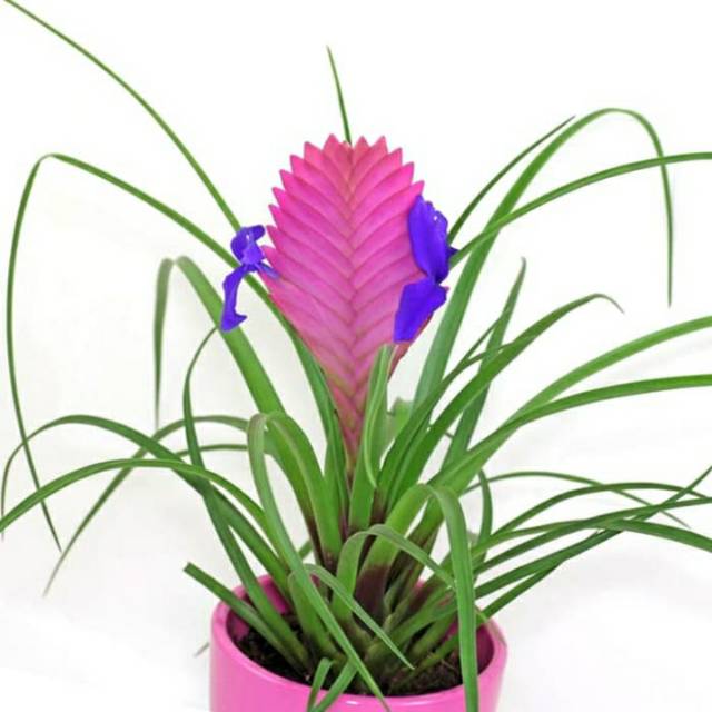 Tanaman Tillandsia Cyanea