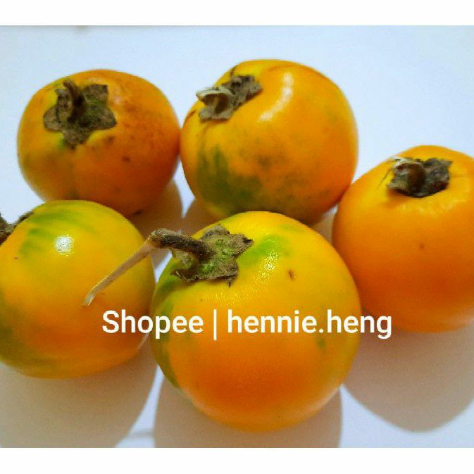 

Terong Asam -Terong Dayak Fresh Pontianak
