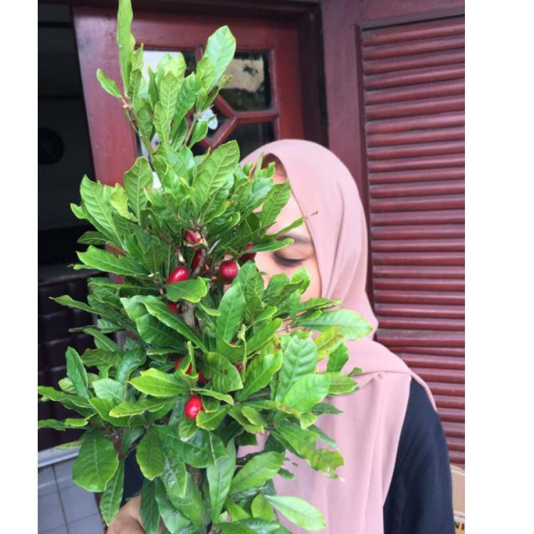 SALEE Miracle Fruit Berbunga