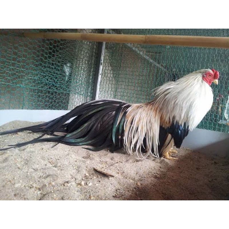 

TELUR AYAM GA TRE THAN CHAU FERTIL UNTUK DITETASKAN