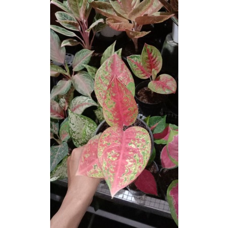 aglaonema mahasety
