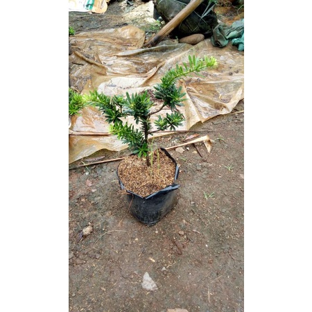 bonsai lohansung cincuan