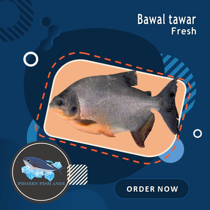 

Ikan bawal tawar fresh