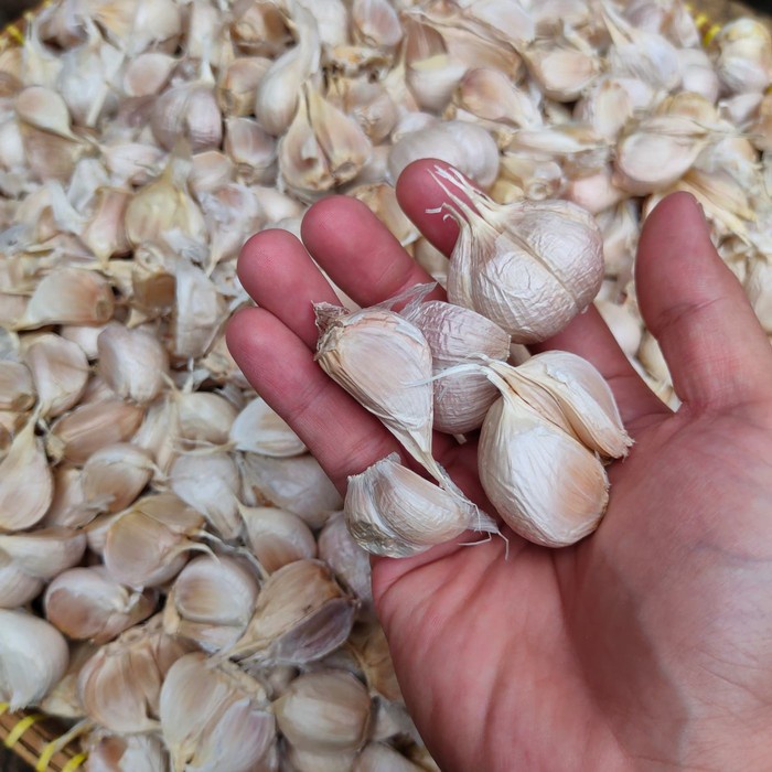 (JSO) Bawang Putih Kating Import SUPER 500gr / Garlic