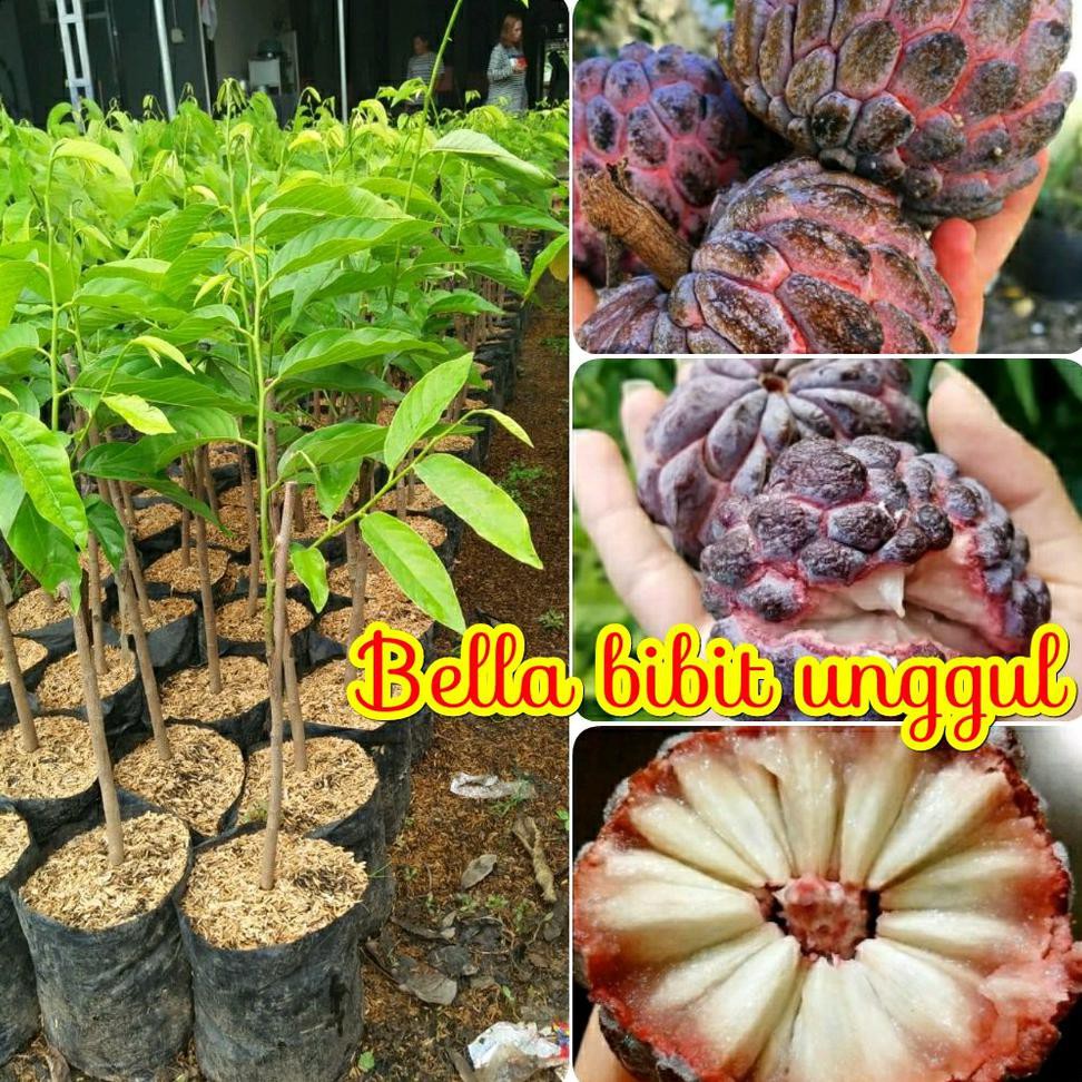 BIBIT BUAH SRIKAYA MERAH SUPER JUMBO HUO