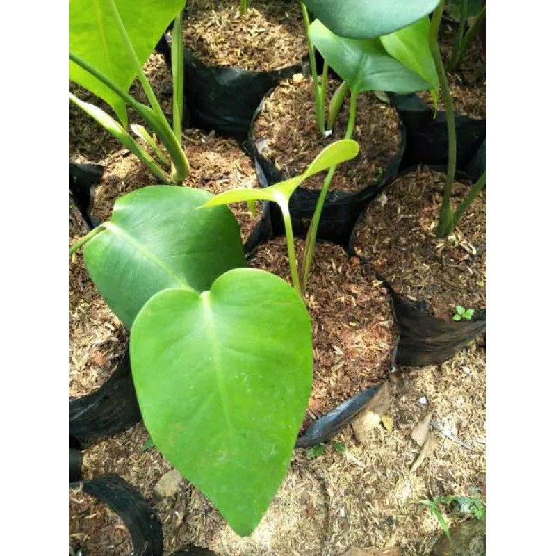 anakan monstera deliciosa - baby monstera