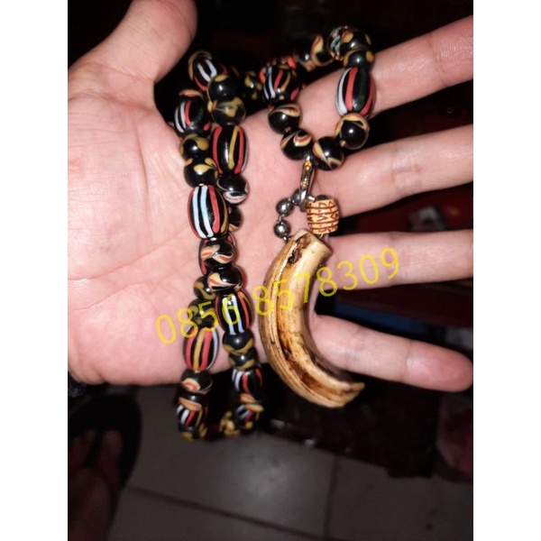 

Taring Babi Ngurak