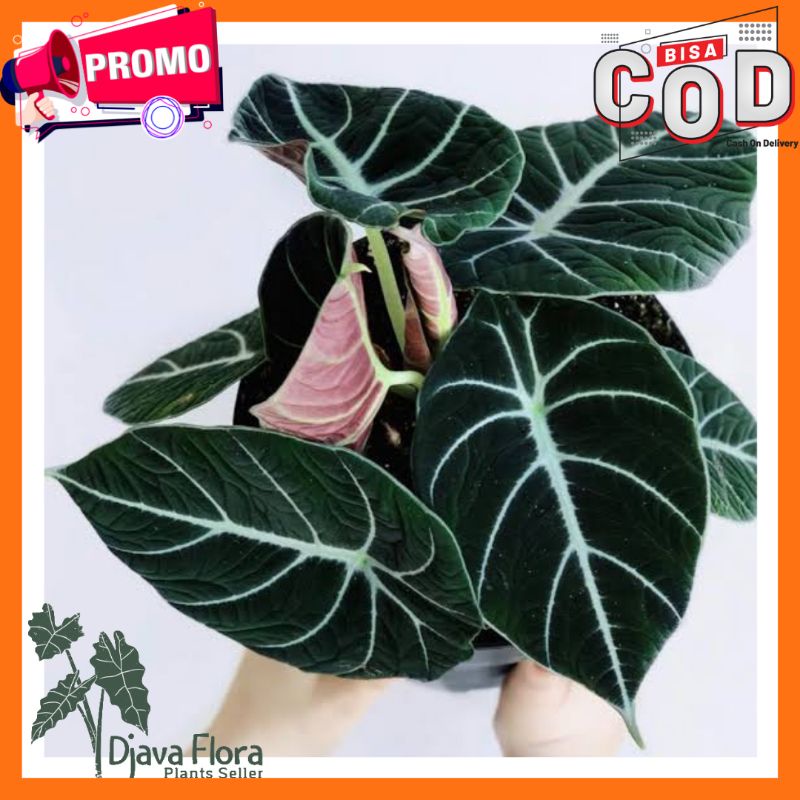 BONGGOL / UMBI ALOCASIA Black Velvet Cacah Bagian Bawah TANAMAN HIAS HIDUP