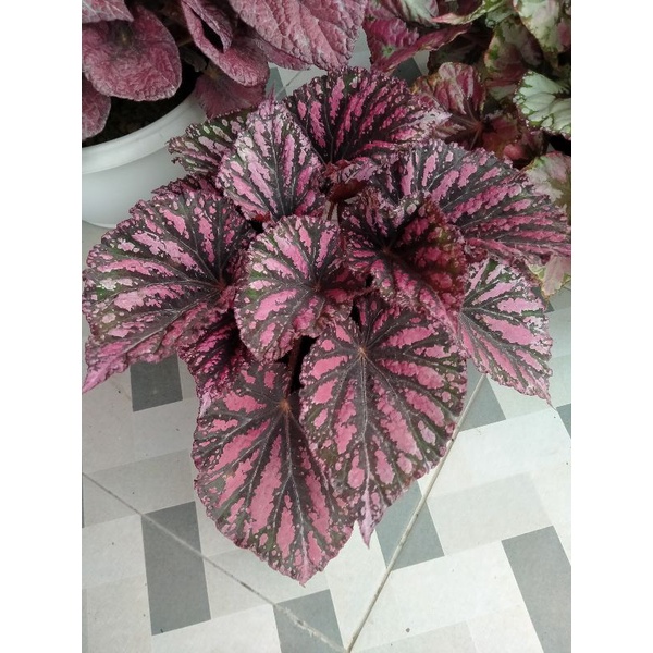 begonia rex pelangi