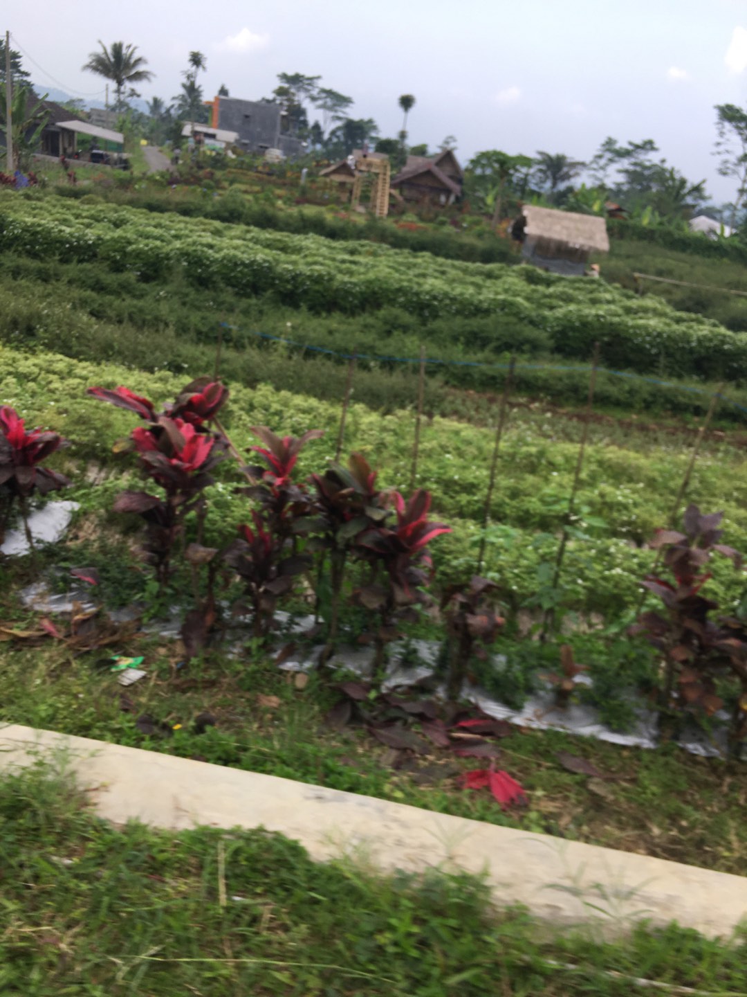 Pollybag Ukuran 20x20/eceran Pollybag Murah