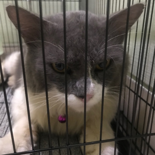 kucing persia gembul