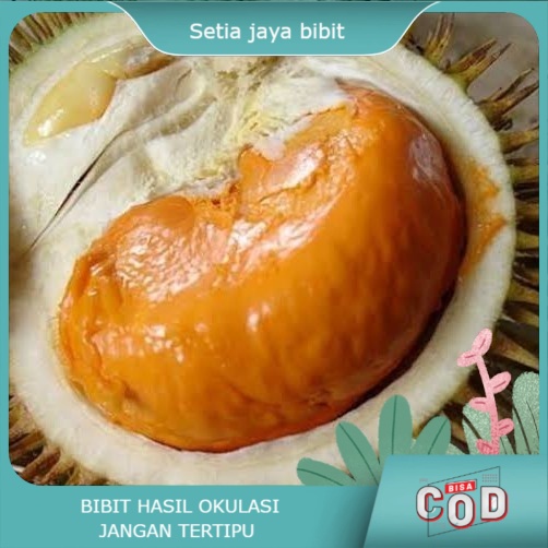 bibit durian tembaga super