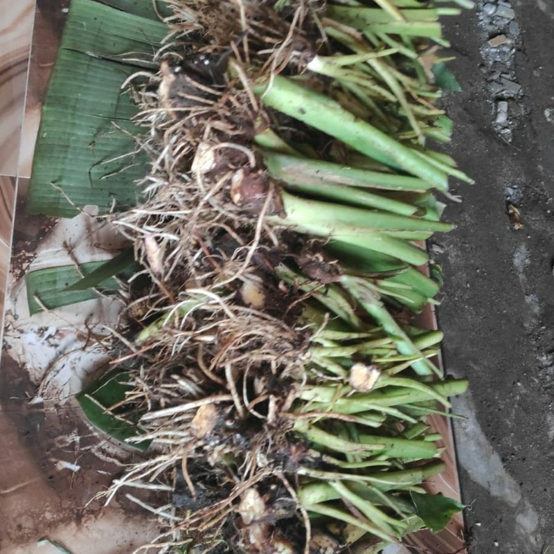 

Talas beneng mini sepesial package 500 biji