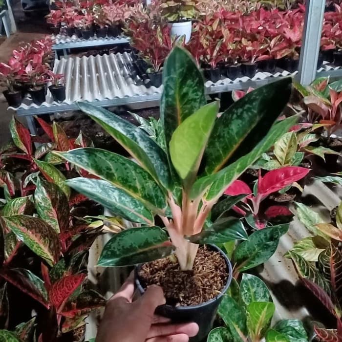 tanaman hias aglonema gajah mada - pohon aglonema gajah mada
