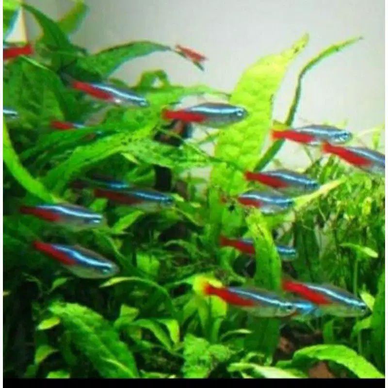 neon tetra