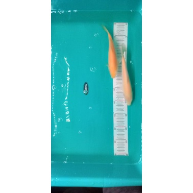 

Ikan Karasi MATA MERAH