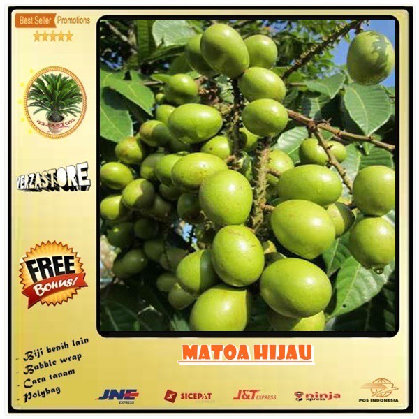 biji benih buah matoa hijau /1 biji