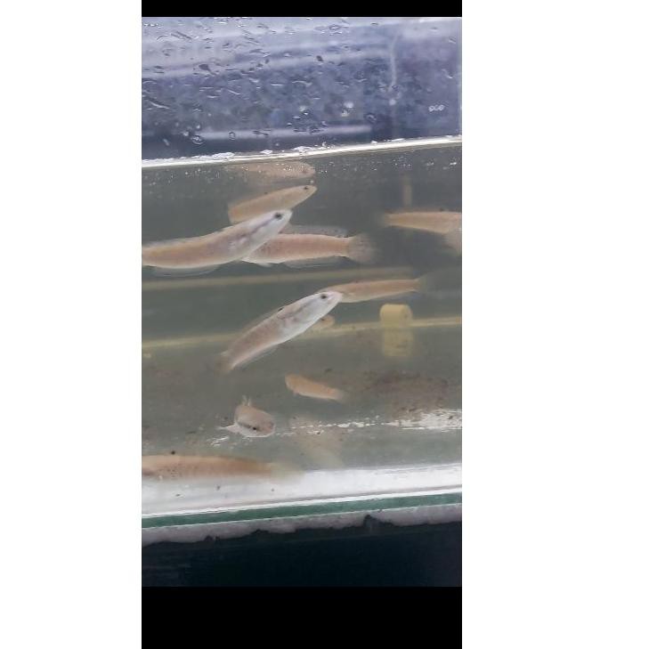 Terlaris Ikan Channa Pulchra Blue 4 5 6 7 cm Chana Biru pulkra cana