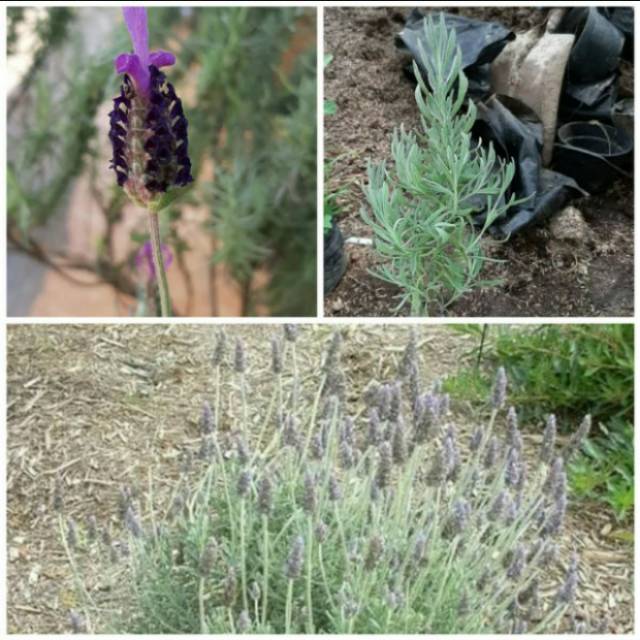 Paket lengkap tanaman lavender (lavender gold creek , mexican dan french)