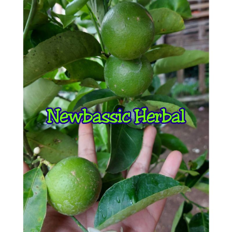 

jeruk nipis fresh 500g