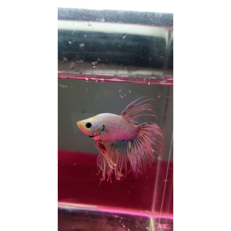 

giant serit rosetail