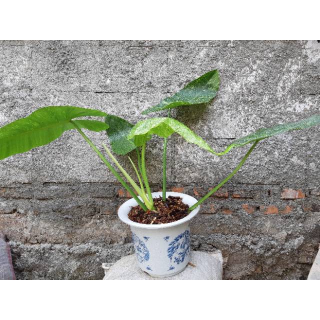 TANAMAN HIAS PHILODENDRON JOSE BUONO VARIGATA BIG SIZE