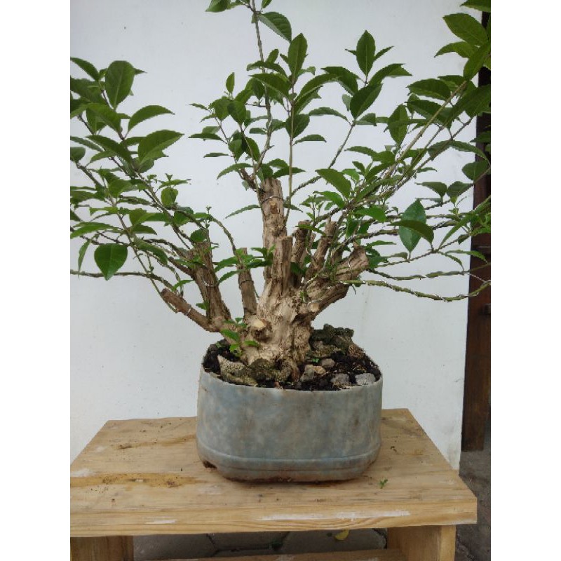 

bonsai kapasan pacar laut