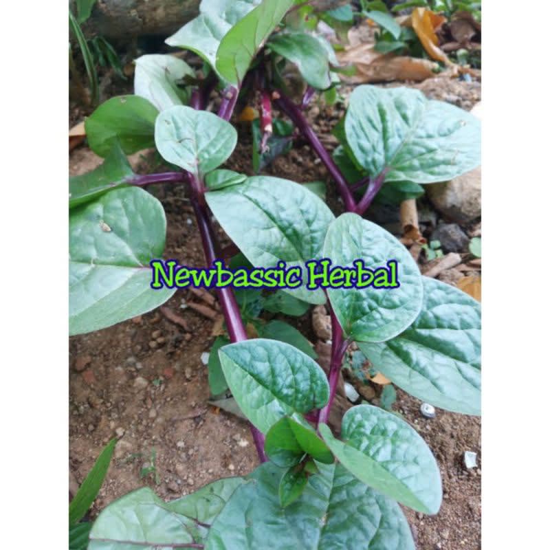 

daun binahong herbal Hasil Kebun Sendiri