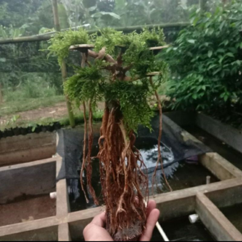 bonsai aquascape terbaru ukuran jumbo 30,cm model mangrup