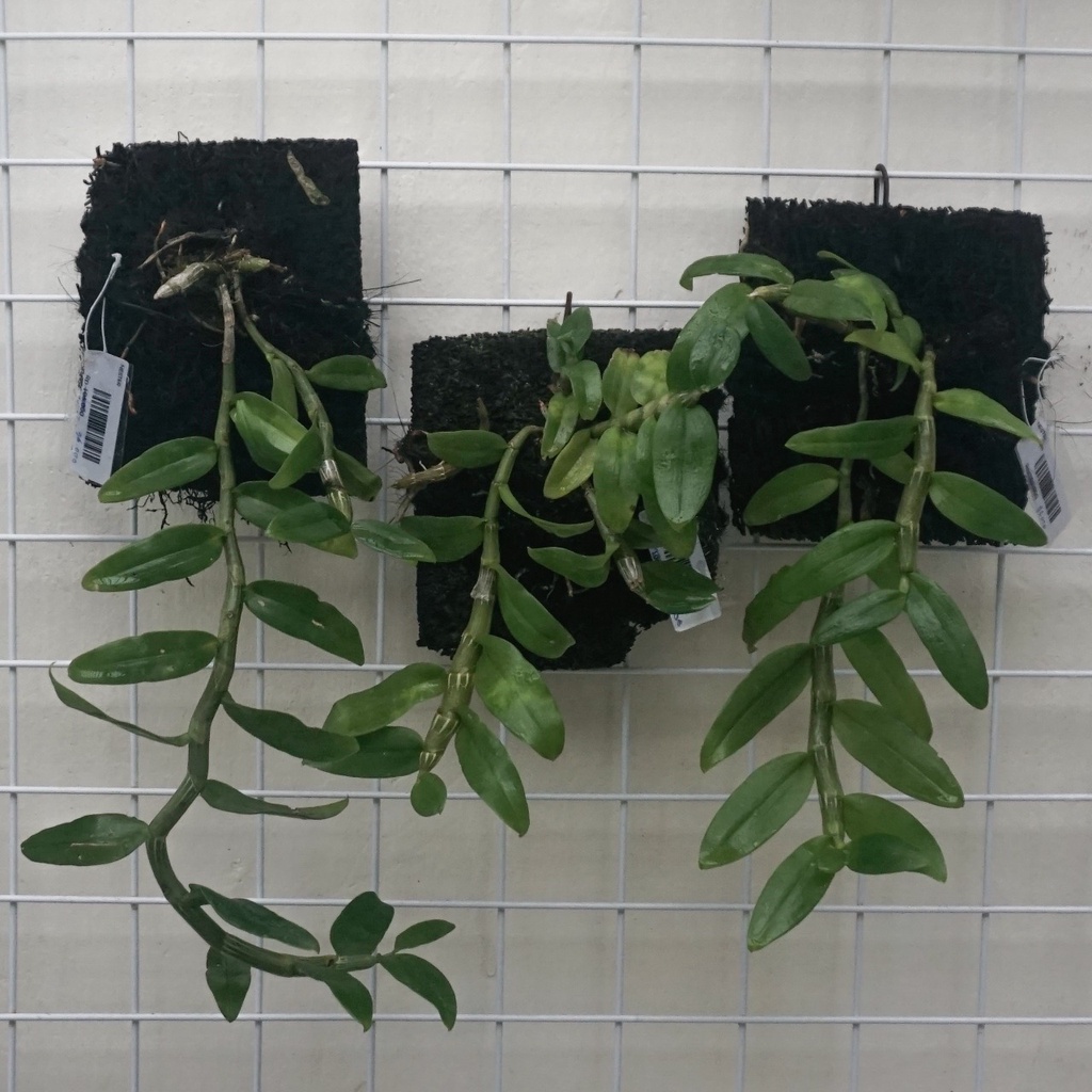 Anggrek Nester-Tanaman Anggrek